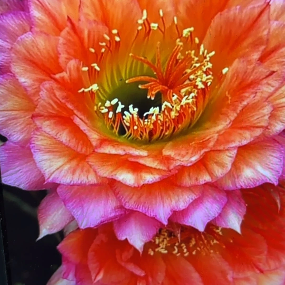 立夏瑕疵掉刺侧牙20包邮30