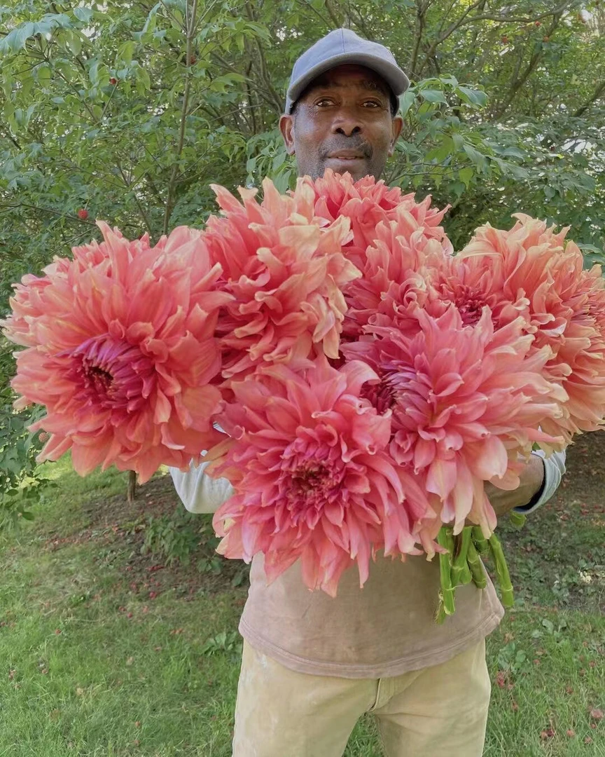 巨花型【平凡的世界】进口大丽花多年生盆栽地栽送肥料