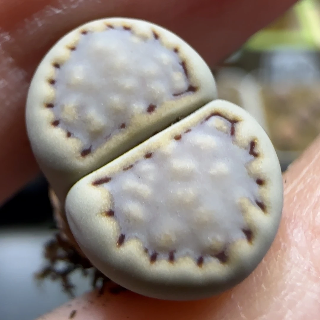 7.31。  .6捡漏。   9052