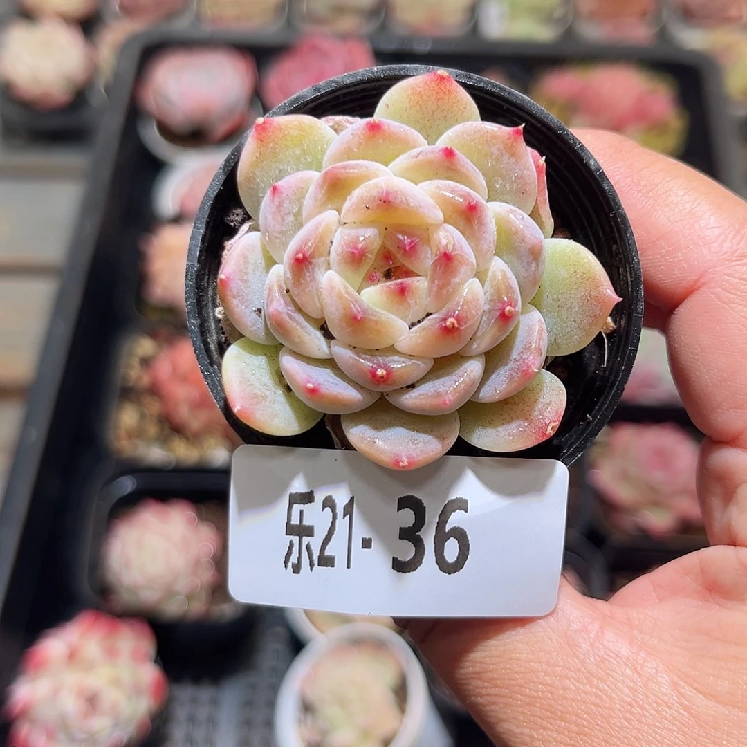 木乐21-36冰魄单头