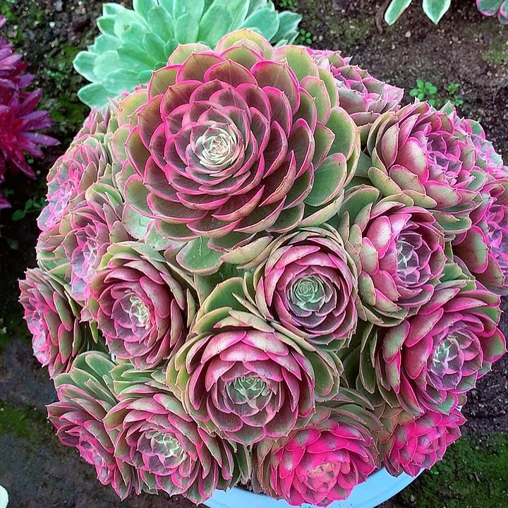 粉花妖多肉植物啊