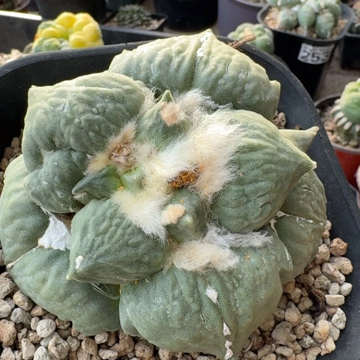 294自根蛋尤怒涛牡丹