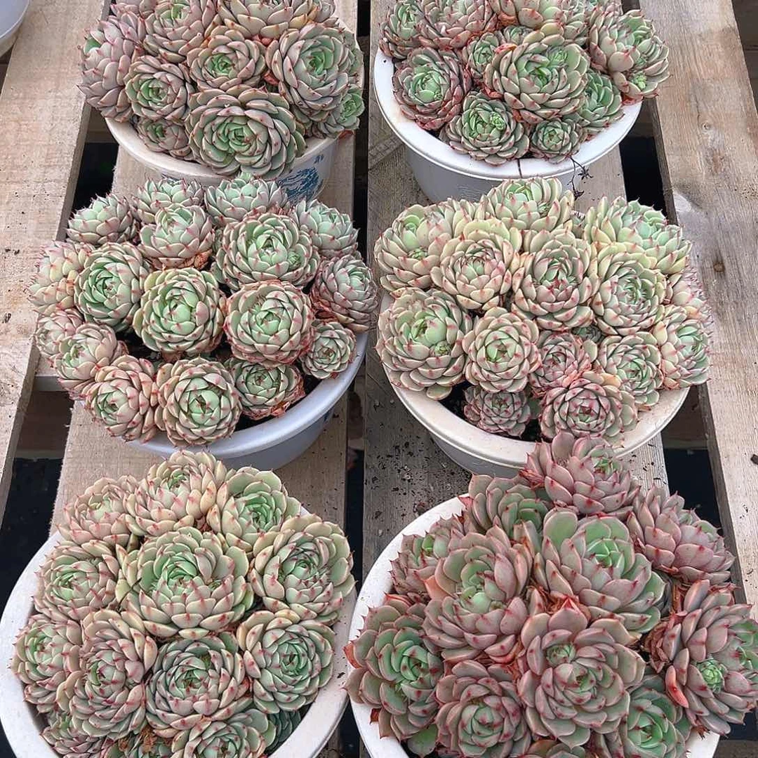 苯巴蒂斯大颗，满18包邮