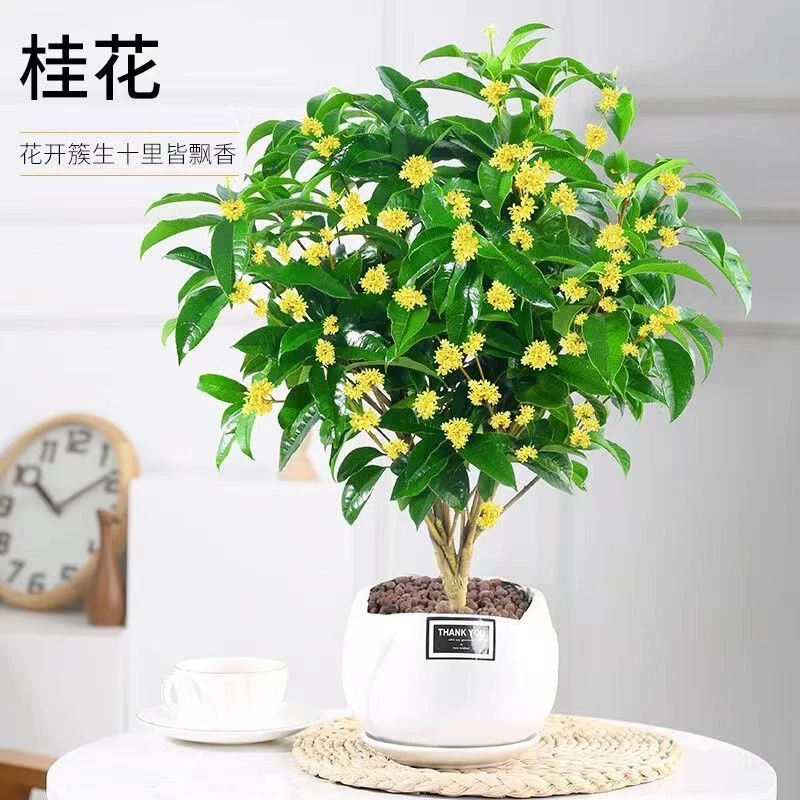 四季桂花盆栽浓香型花卉室内外庭院阳台耐寒热好养花卉绿植