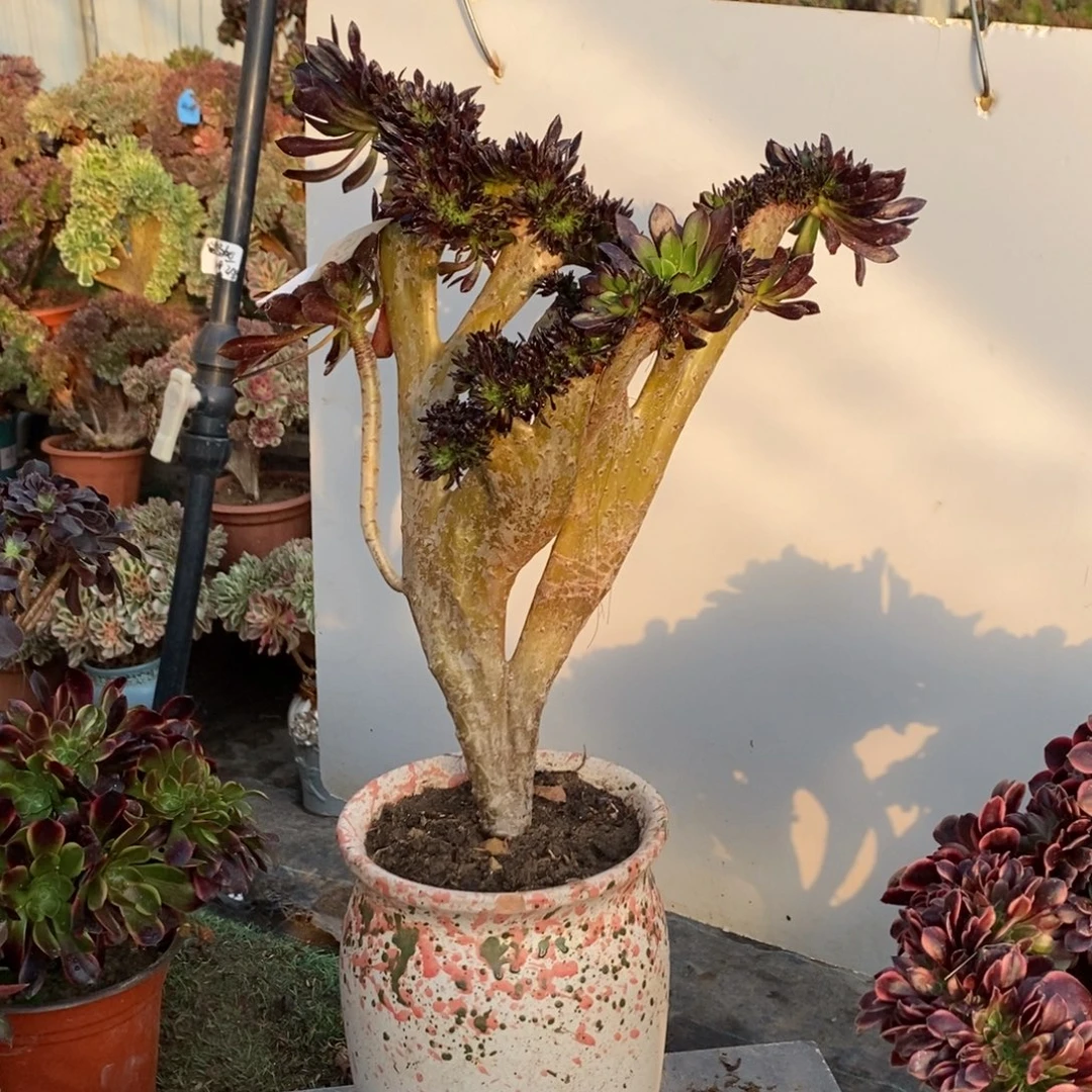 黑法师缀化1695号多肉