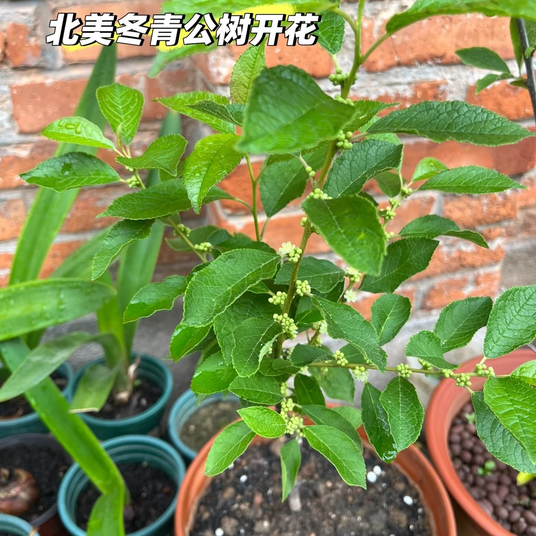 东红/奥斯特授粉树下单链接