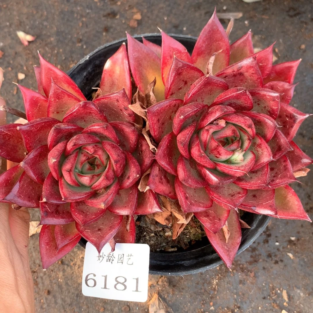 6181不包掉头整散不售后