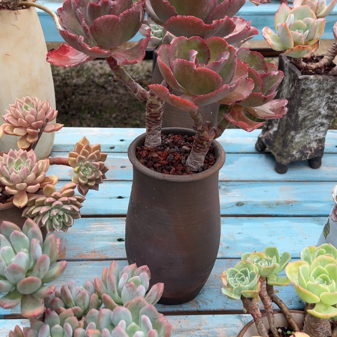 红婚纱多肉植物脱土