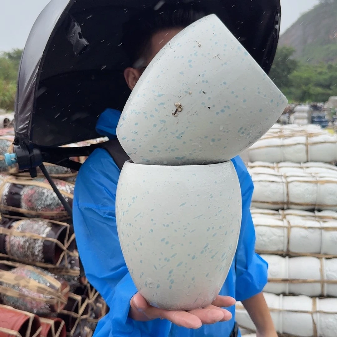 紫砂花盆口15高21；两个蛋壳欧白色