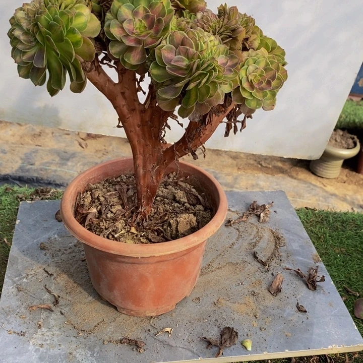 完全开放792号抹茶缀化多肉1颗