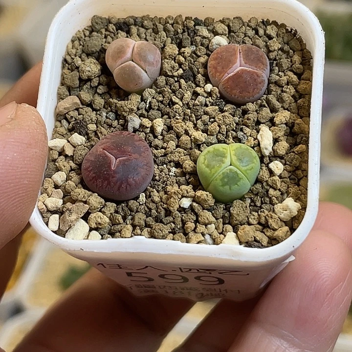 佳人园艺多肉生石花大奔599