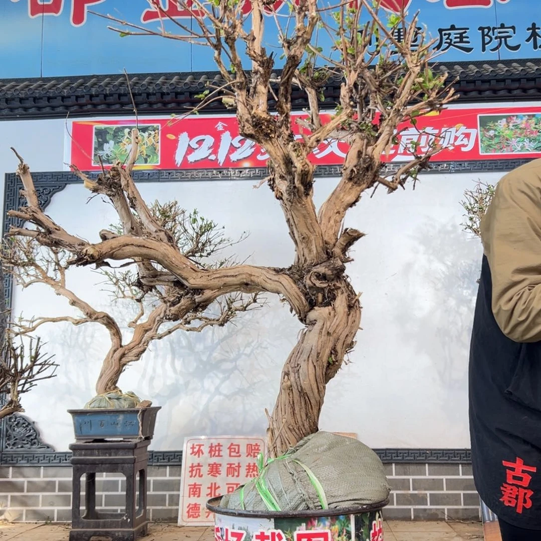 无花朵金银花555555565668