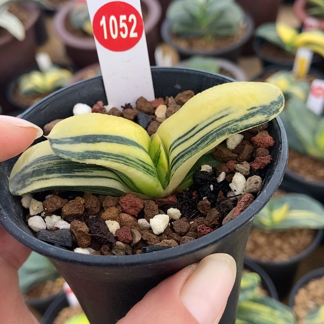 1052卧牛实生锦带盆发货