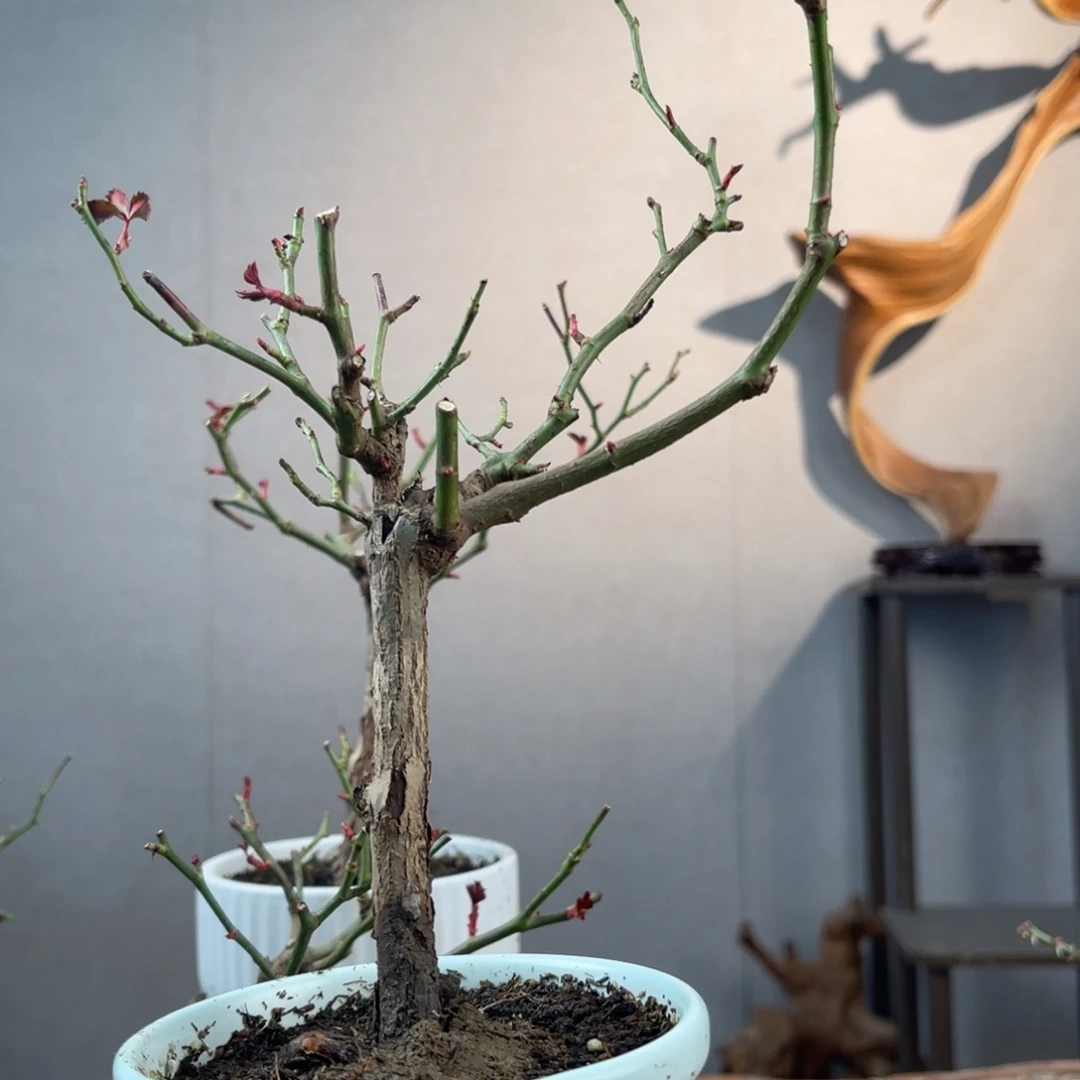 微月季盆景11111松