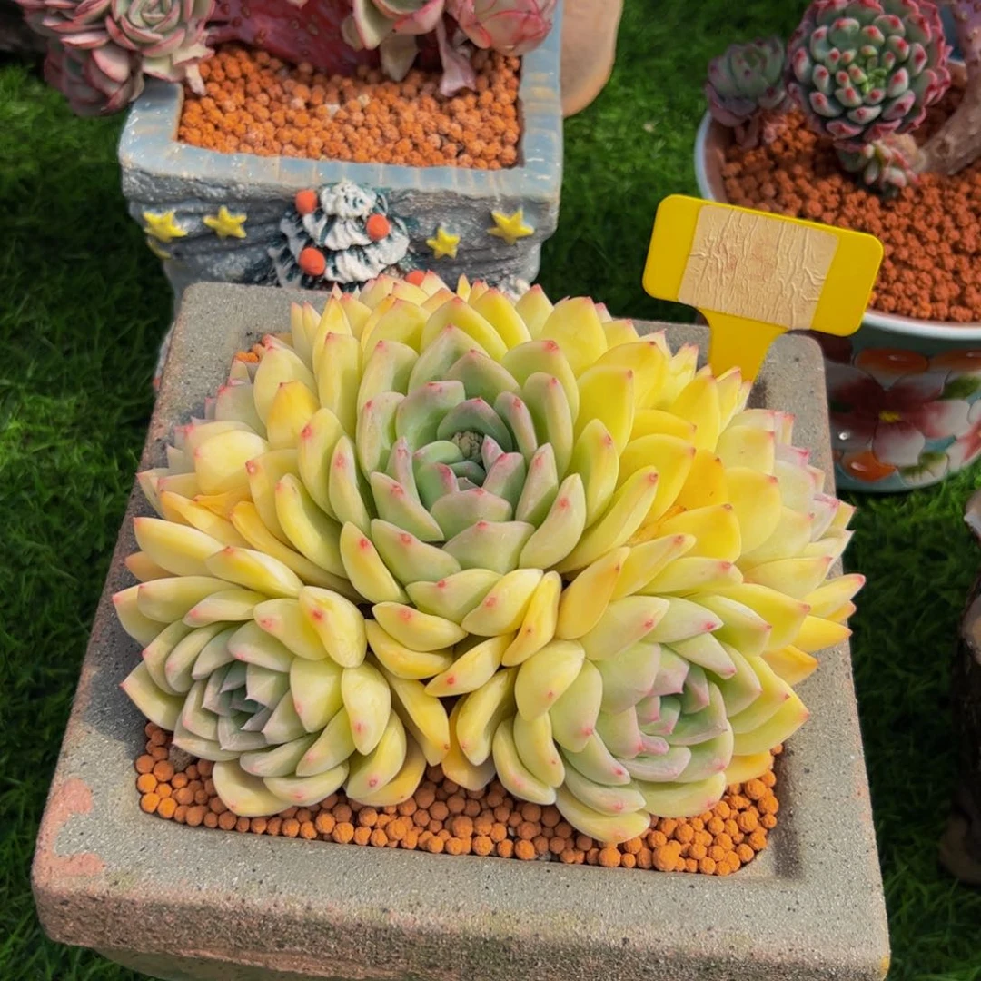 ?**?手捧花黄体莎莎女王