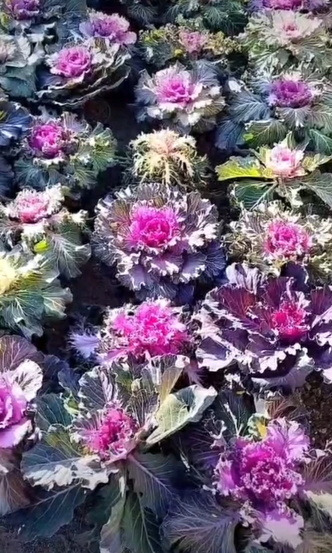 宠粉福利羽衣甘蓝混色种子500粒