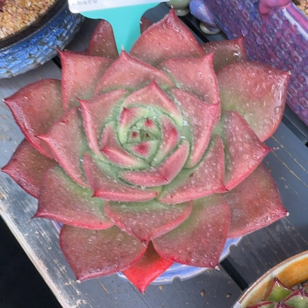 从前慢花园多肉编号1205.212