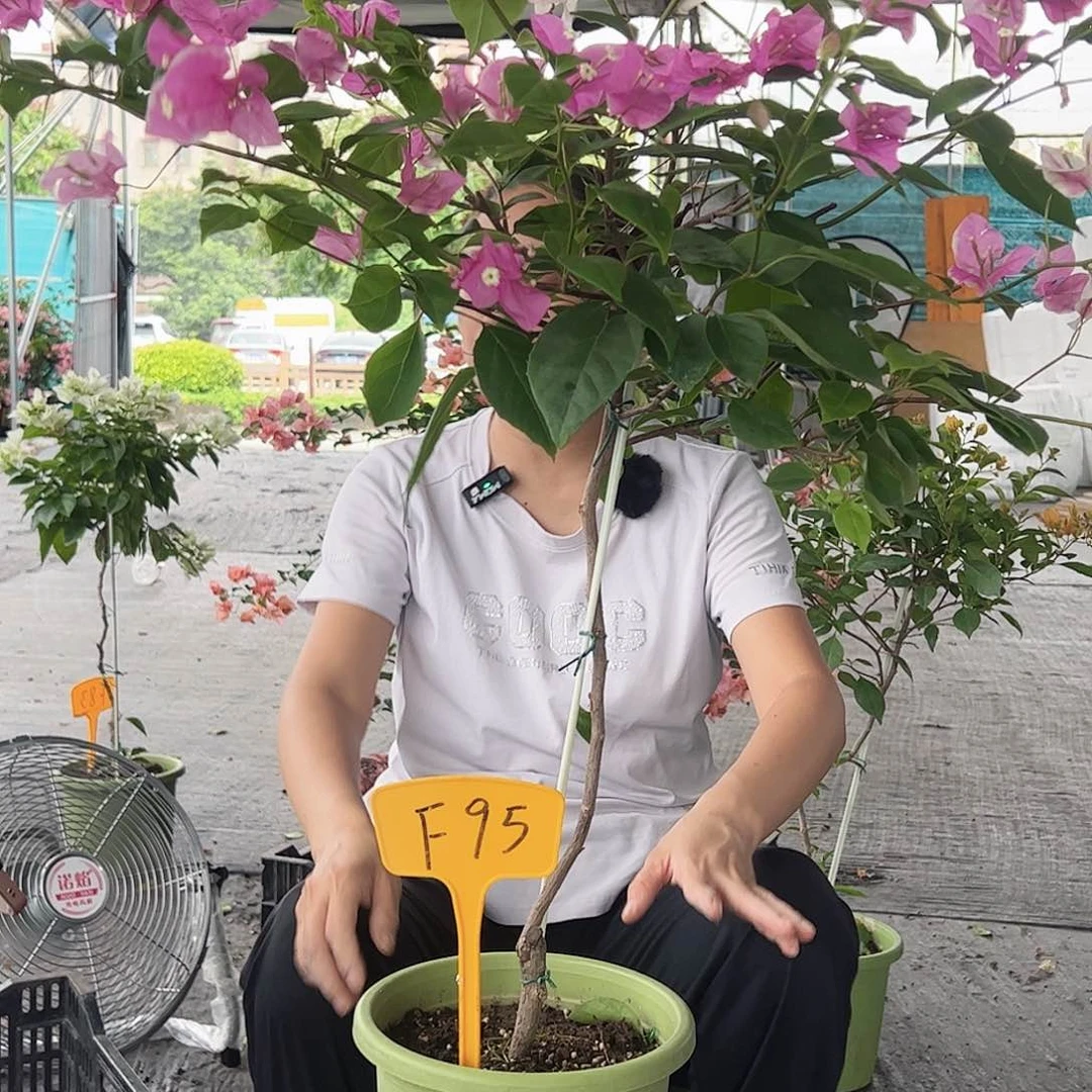 自***华大部分开放少量花苞F95章红樱
