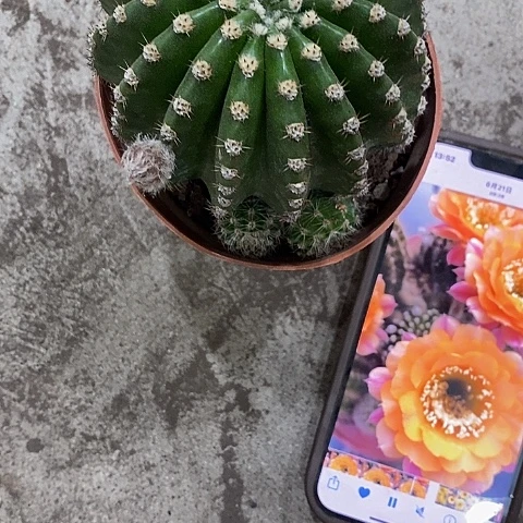 短毛7，5-8公分左右