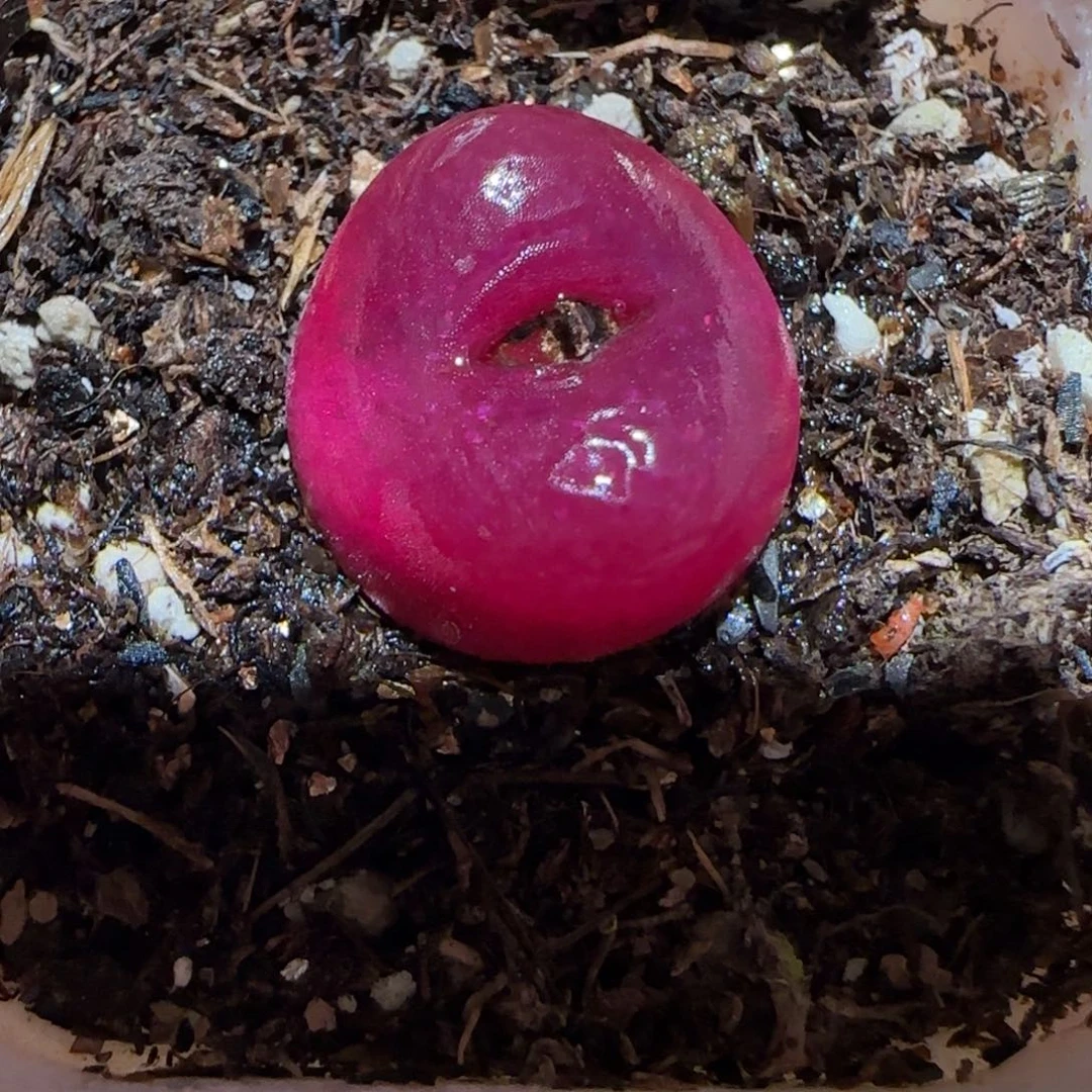 肉锥多肉植物百科-1430.5、1541