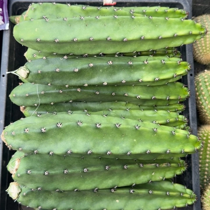 红花秀普无根侧牙25公分左右班