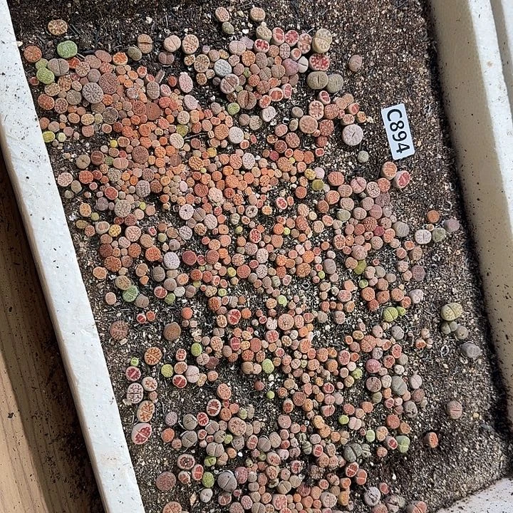 生894石花整框脱土发货不售后