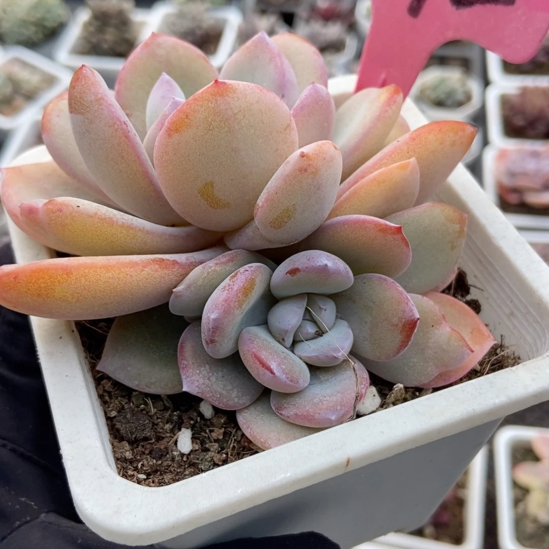 1892奶茶多肉植物多肉