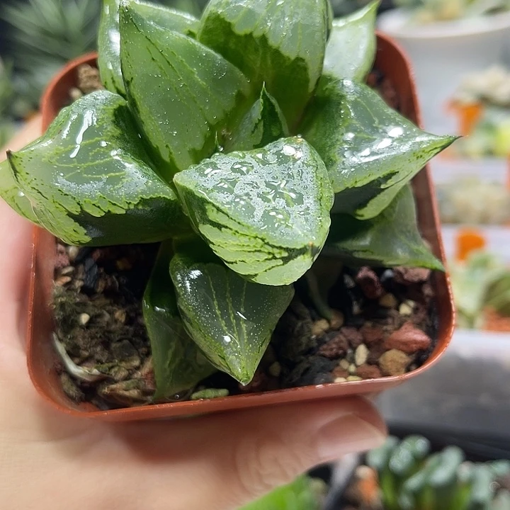 十二卷多肉植物裹若