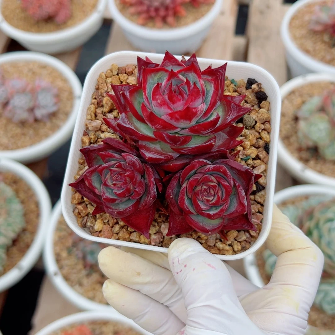 多惊鸿仙子多肉植物