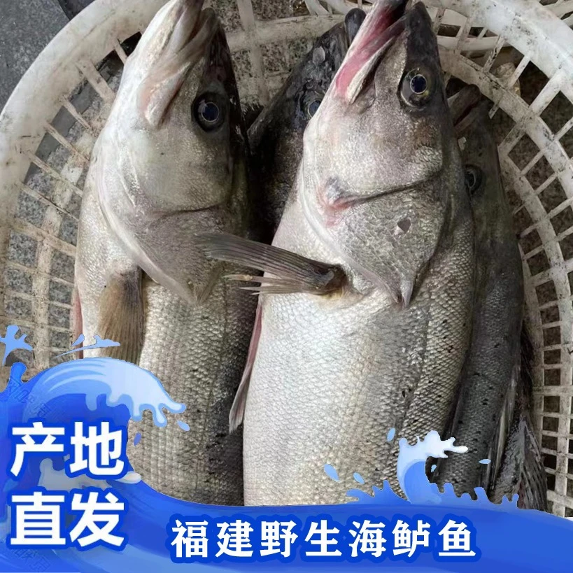 【野生海鲈鱼】肉质鲜嫩   新鲜寄顺丰