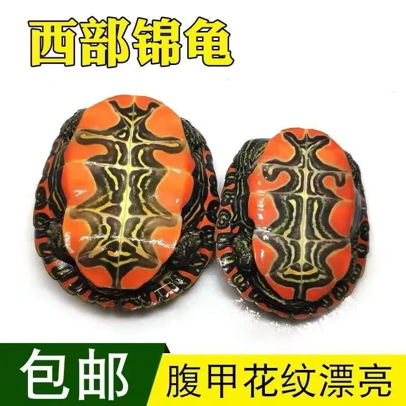 波仔家深水冷水外塘西锦龟龟