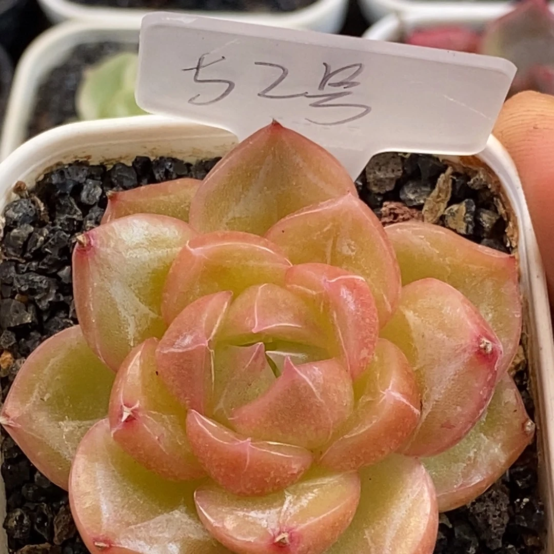 天官赐福百无禁忌