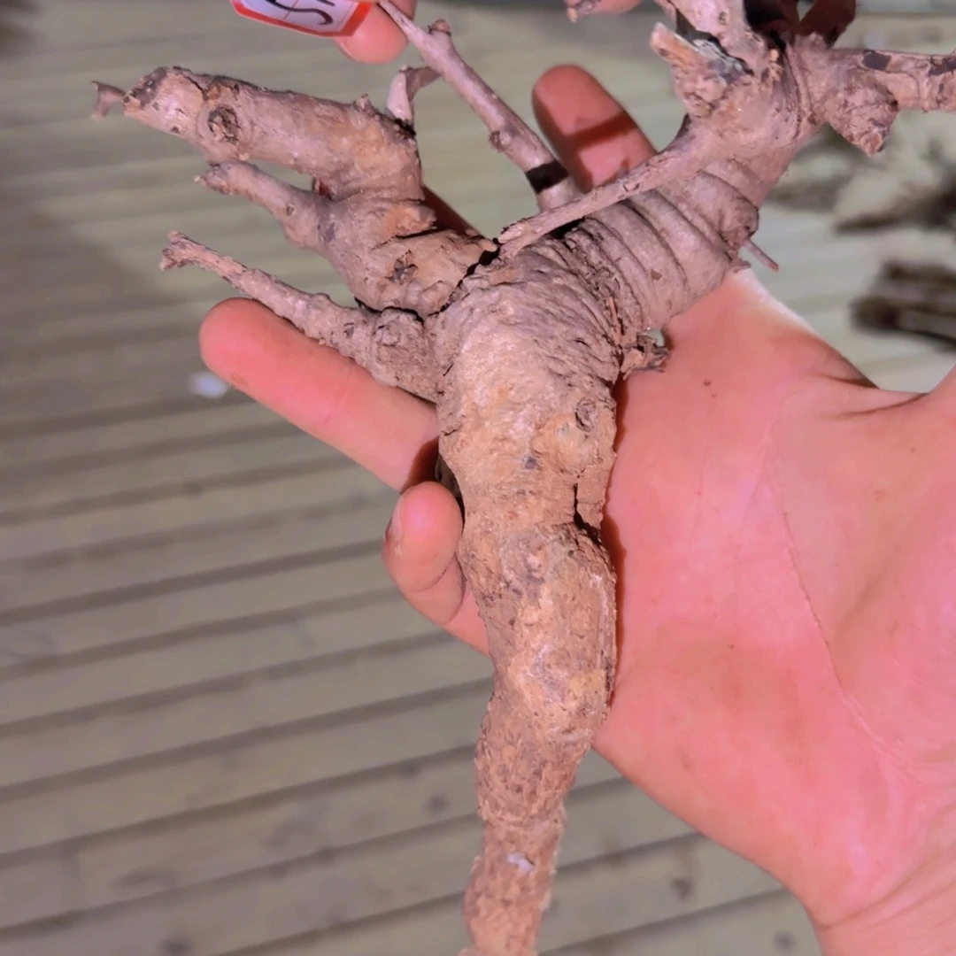 ?****?块根植物块根植物