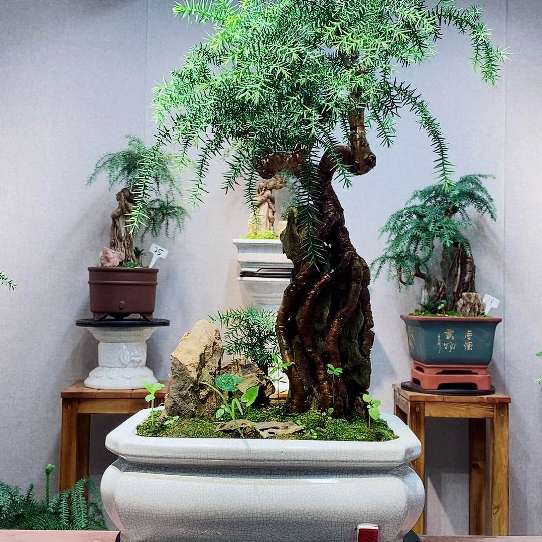 黒****无花朵澳洲杉1111