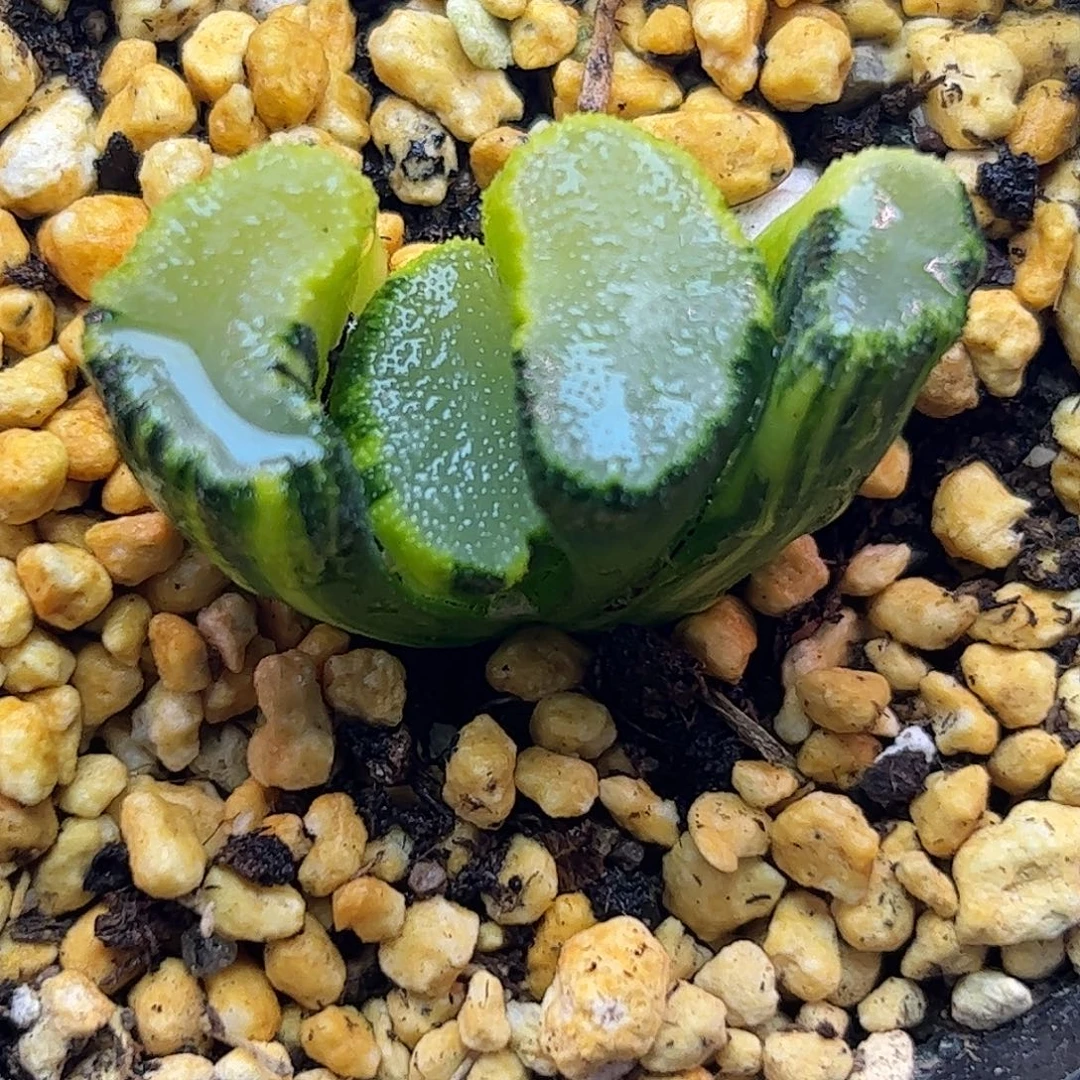 望乡锦十二卷十二卷