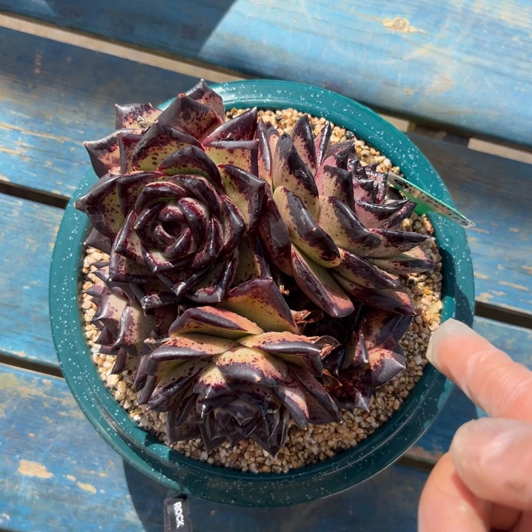 多肉编号0424-165