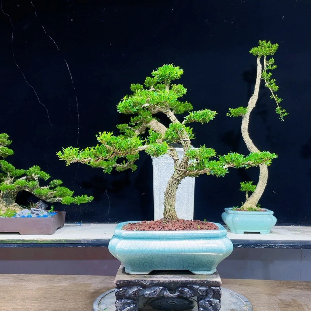 黄杨盆景四季常青