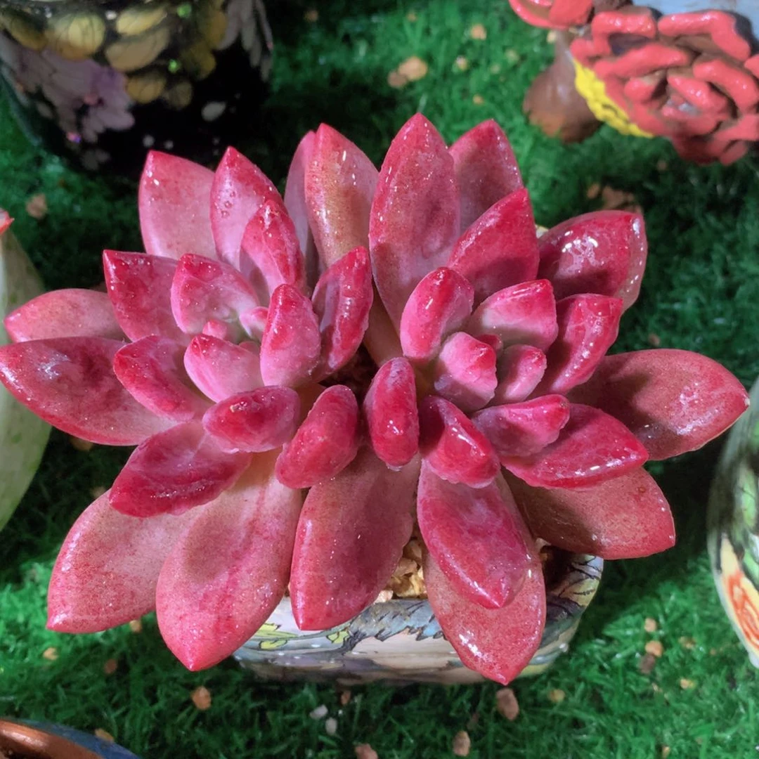 赫菲13 公分一物一拍