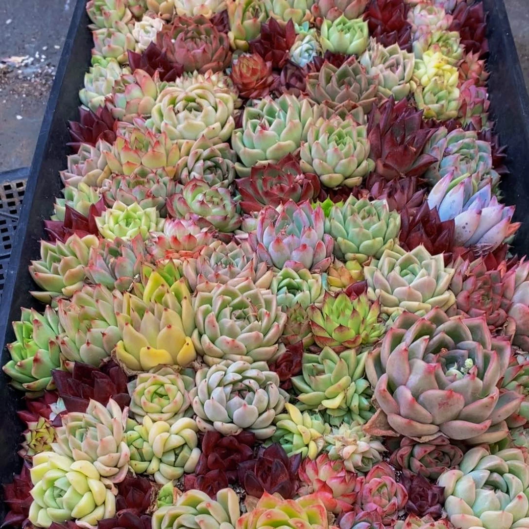 194多肉植物保护研究所所长