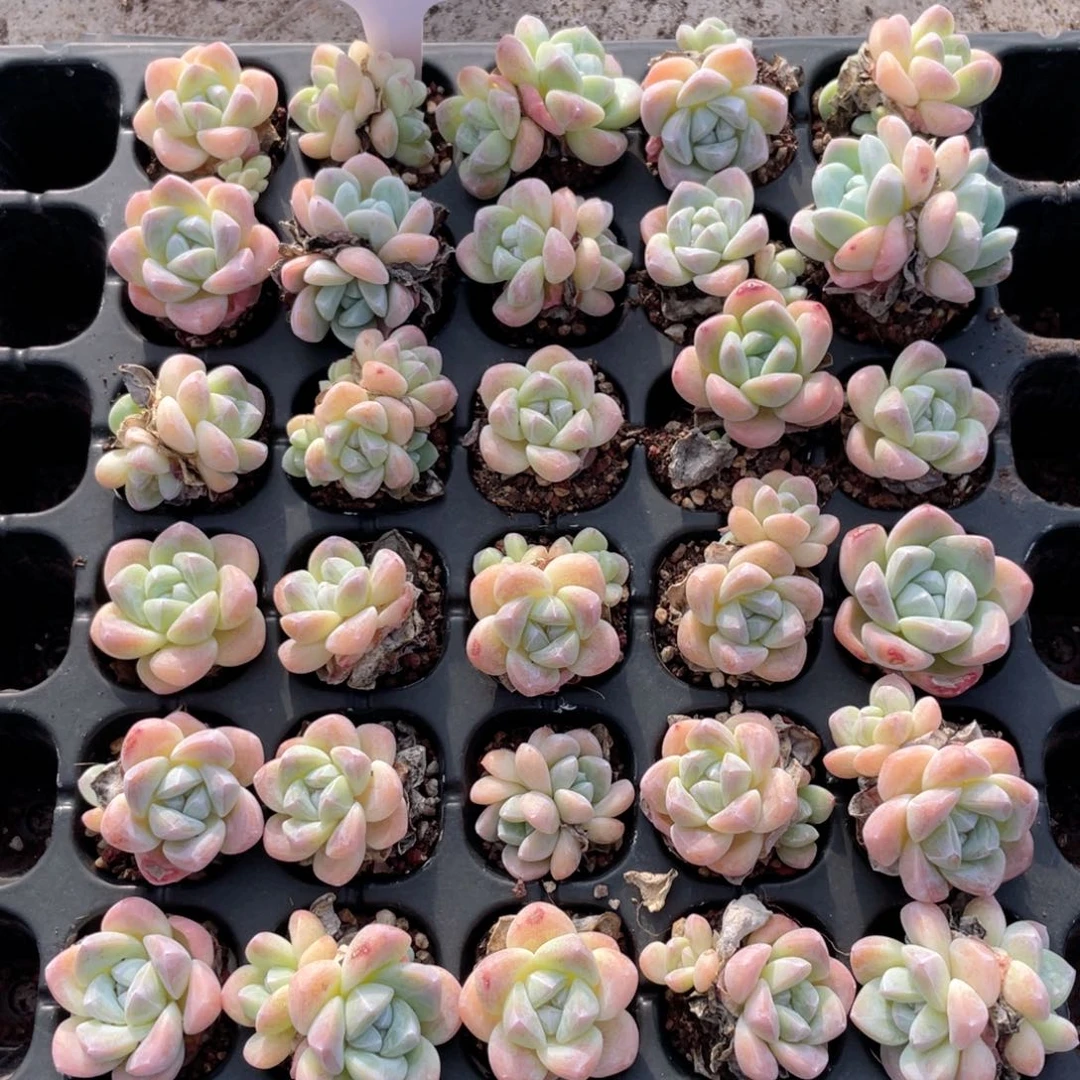 薇薇安园艺多肉1960