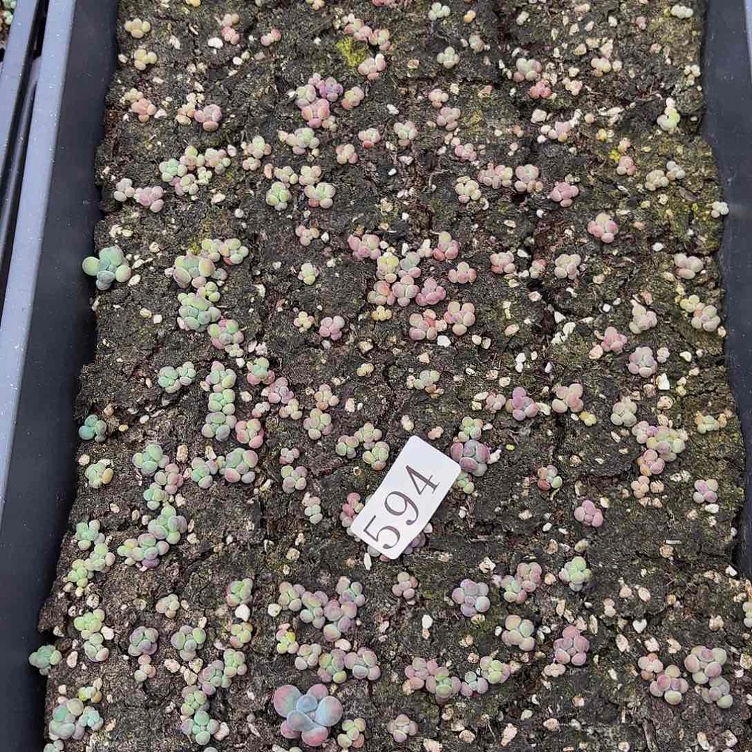 多肉植物多肉植物594