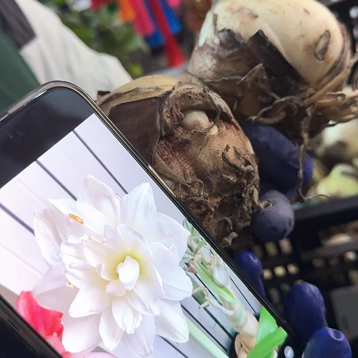 白雪朱顶红残次直径8.5厘米