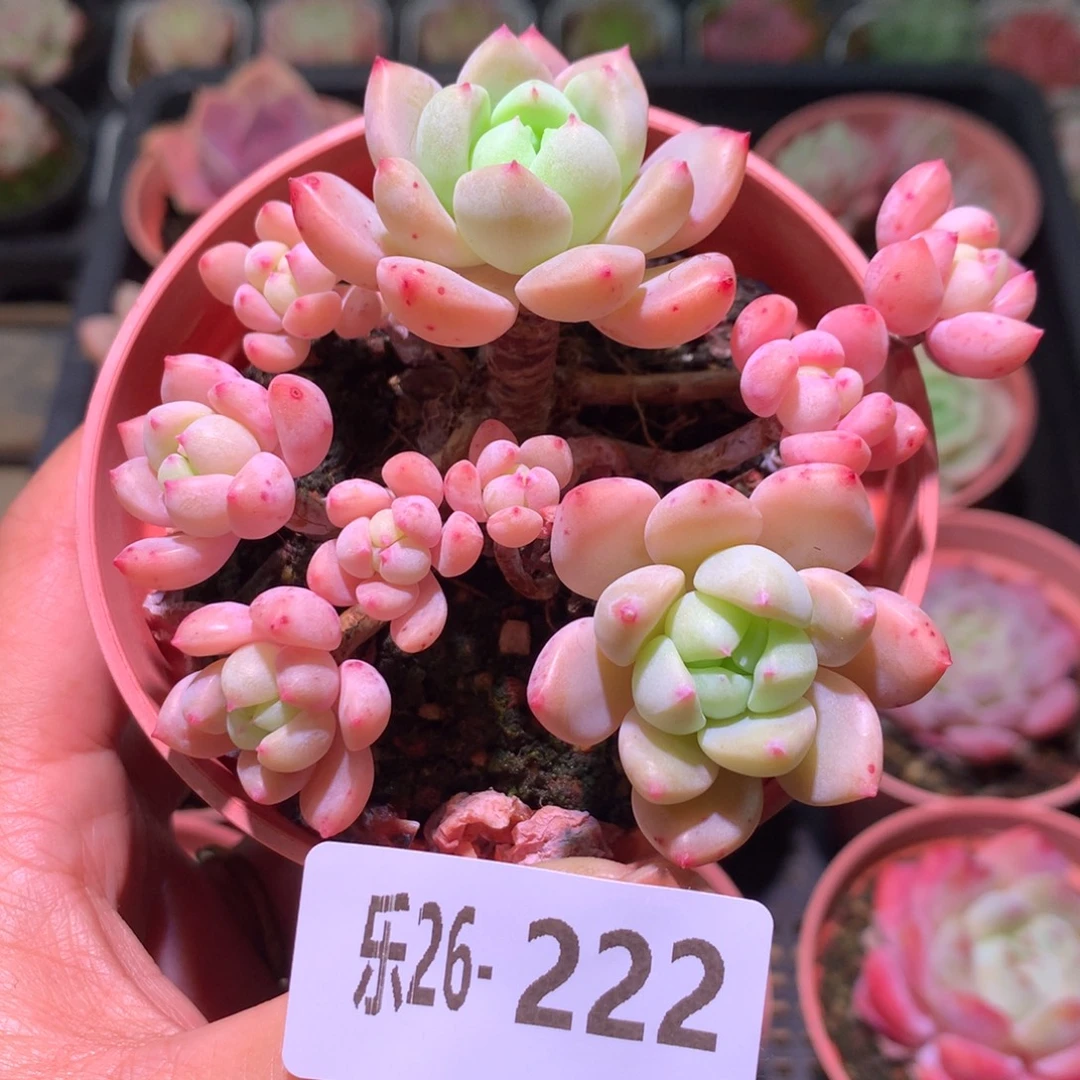 乐然26-222 洛丽塔群