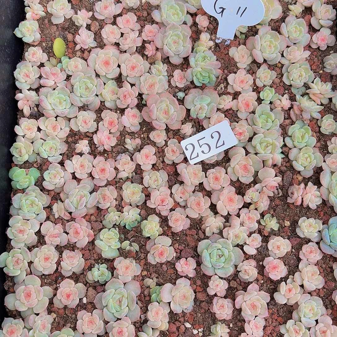 多肉植物多肉植物252