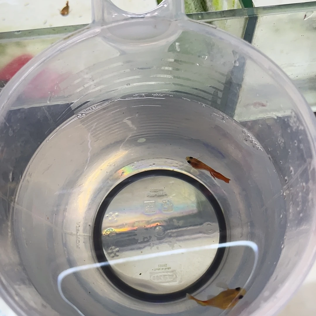 想***见孔雀鱼琉璃球一对玻璃猫