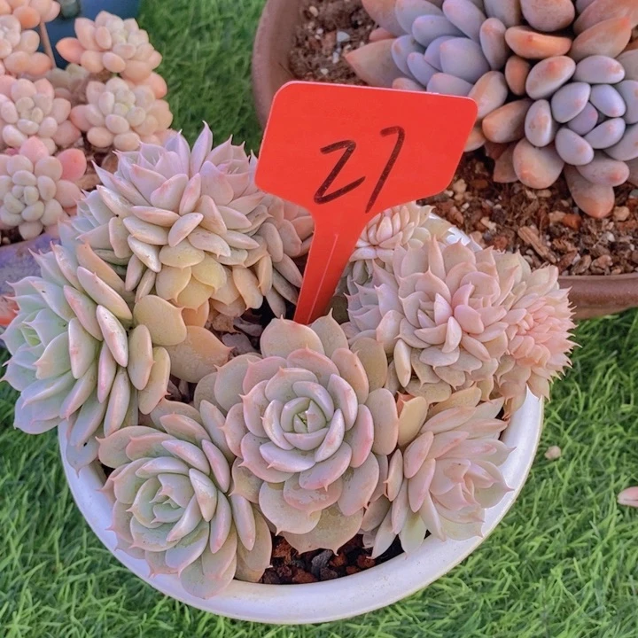 在家里面吃饭的吗