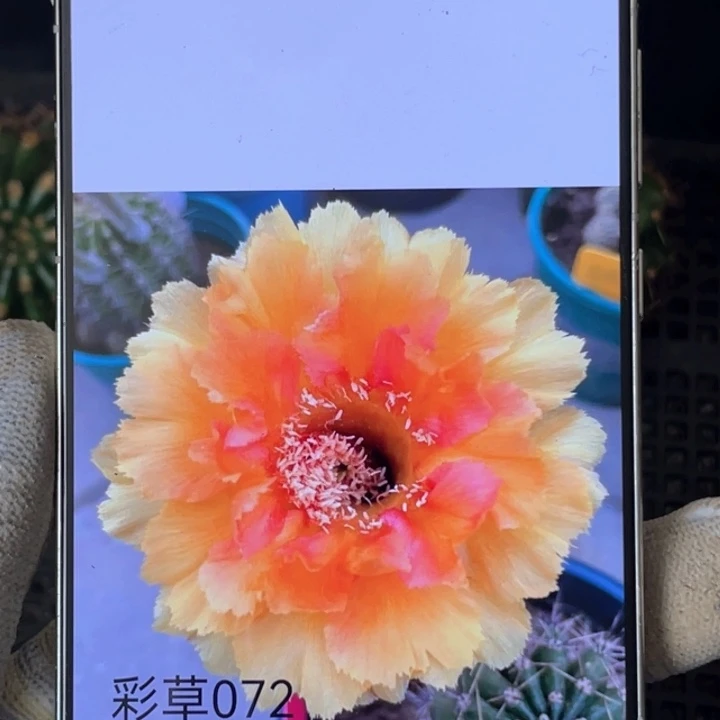 彩草072侧芽5公分以上满18包邮