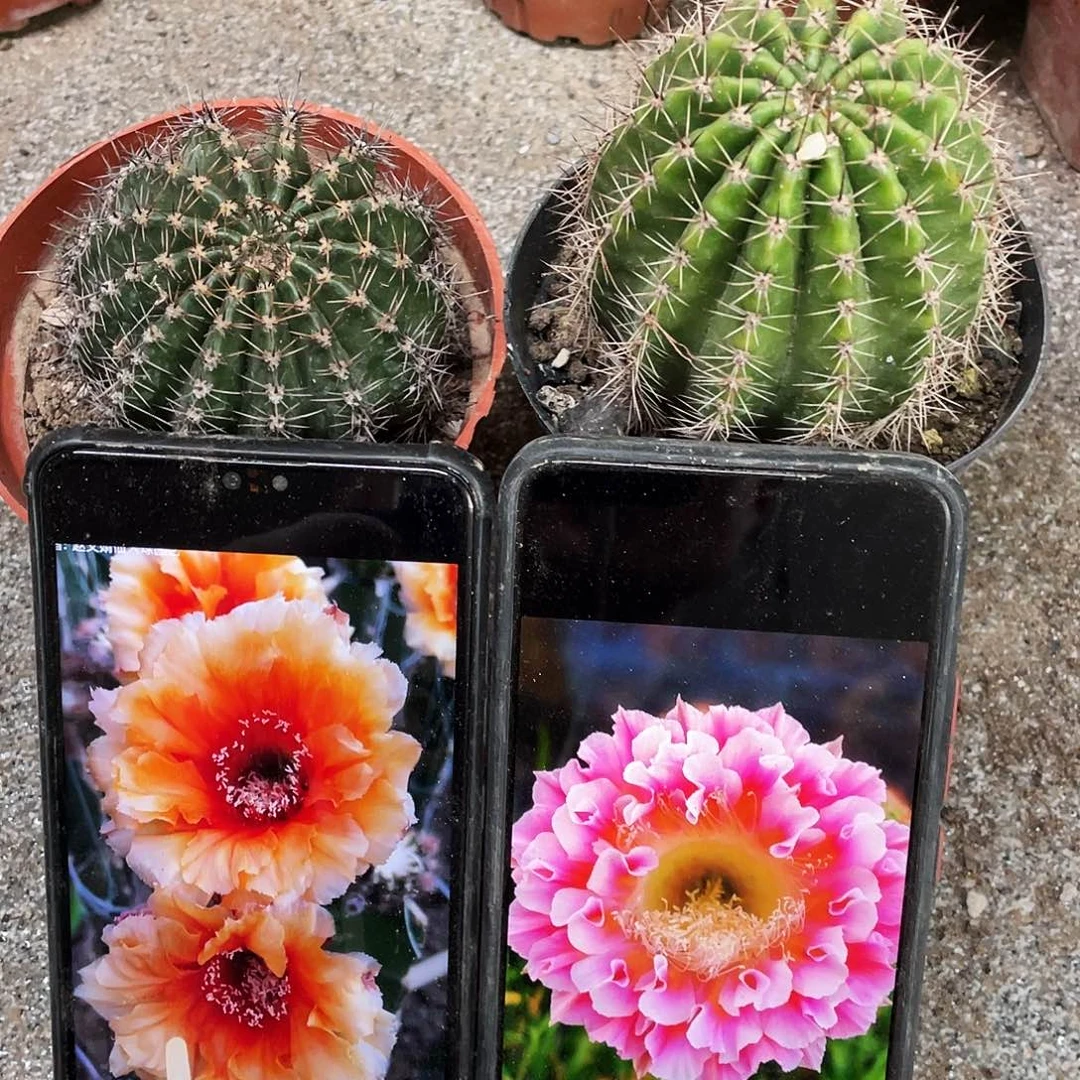 凤舞和云羽自根球两盆7公分左右