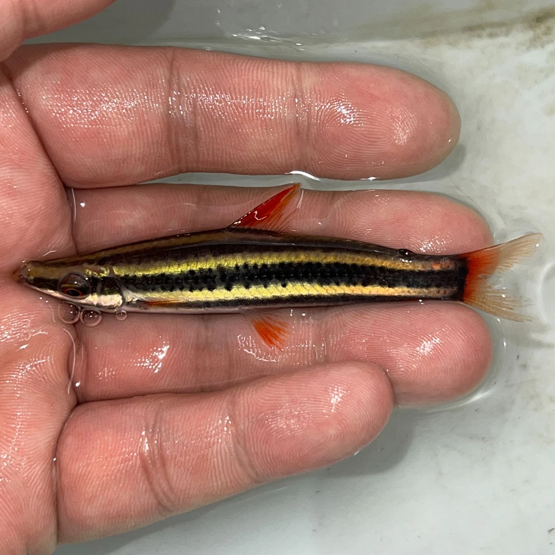 热带鱼 观赏鱼 苏里南铅笔