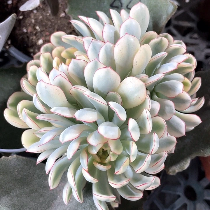 梦幻玫瑰锦。一物一拍